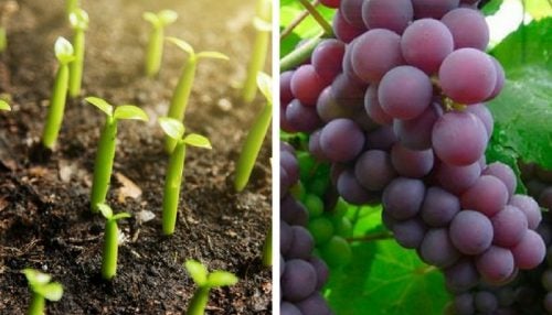 Cultivo de uvas en casa: tutorial para principiantes