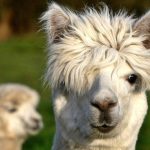 Vale la pena saber sobre las fibras de alpaca